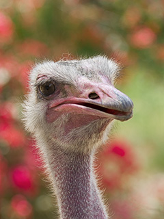 Emmy the ostrich
